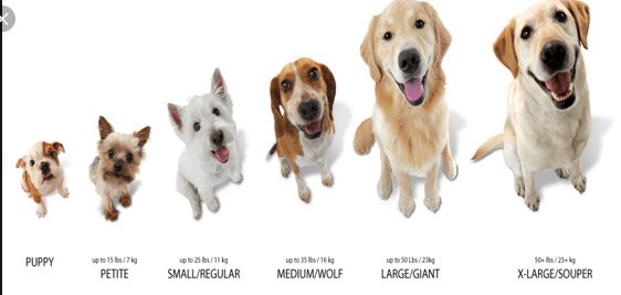 dog size comparision