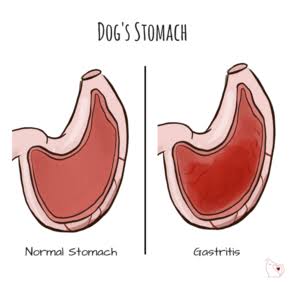 Diagnosis of Gastritis in dog • How To Deal With GASTRITIS In Dogs