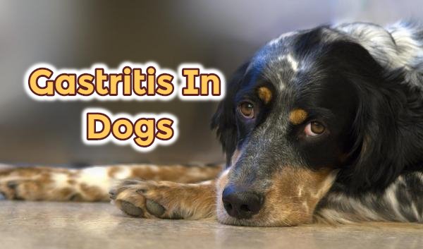 Gastritis In Dogs