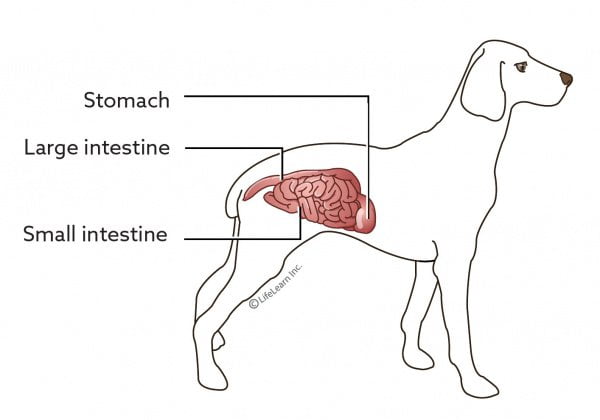 How To Deal With GASTRITIS In Dogs