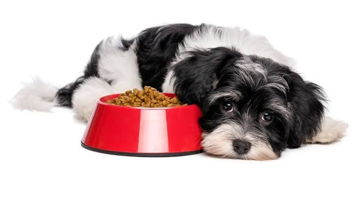 How To Deal With GASTRITIS In Dogs