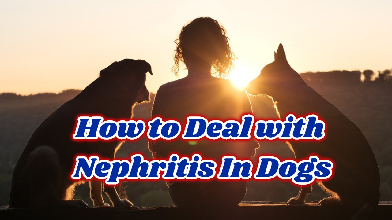 How to Deal with Nephritis In Dogs