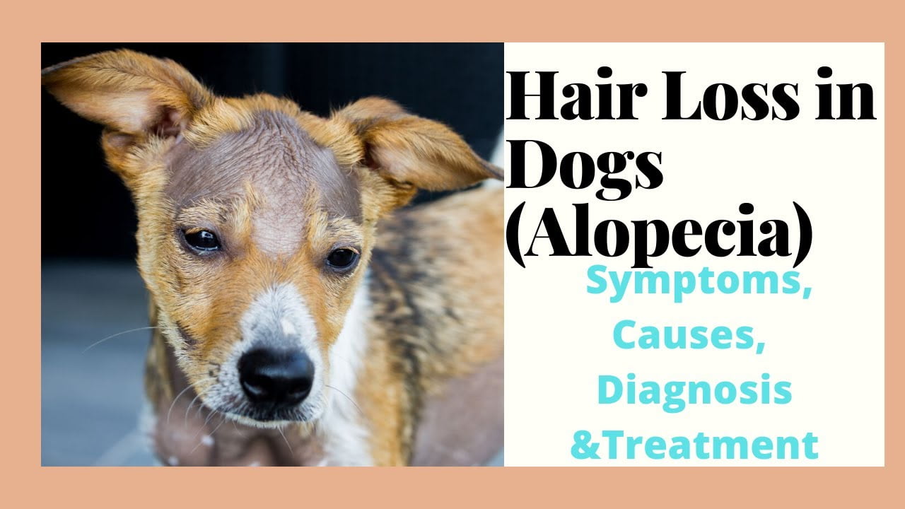 Hair Loss in Dogs(Alopecia) - Symptoms, Causes, Diagnosis & Treatment