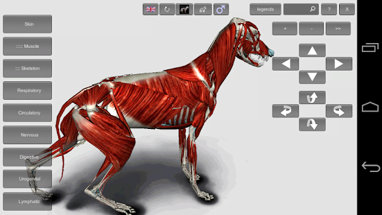 3D Dog Anatomy
