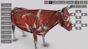 3d bovine anatomy