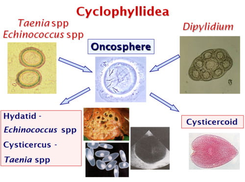 CYCLOPHILLIDEA 1 • Veterinary Parasitology ( Trematodes & Cestodes) Part 1