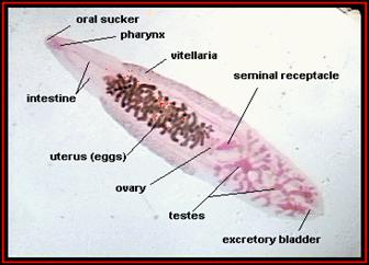 Clonorchis sinensis • Veterinary Parasitology ( Trematodes & Cestodes) Part 1