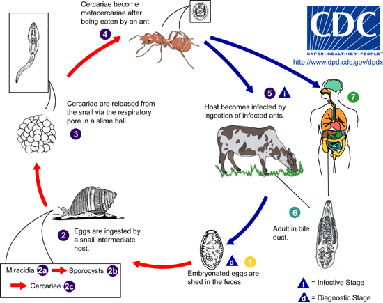 Dicrocoelium LifeCycle • Veterinary Parasitology ( Trematodes & Cestodes) Part 1
