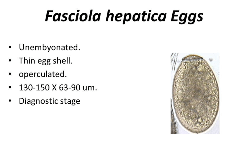 Faciola Egg 1 • Veterinary Parasitology ( Trematodes & Cestodes) Part 1