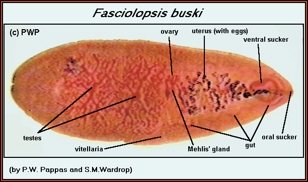 Fasciolopses buski • Veterinary Parasitology ( Trematodes & Cestodes) Part 1