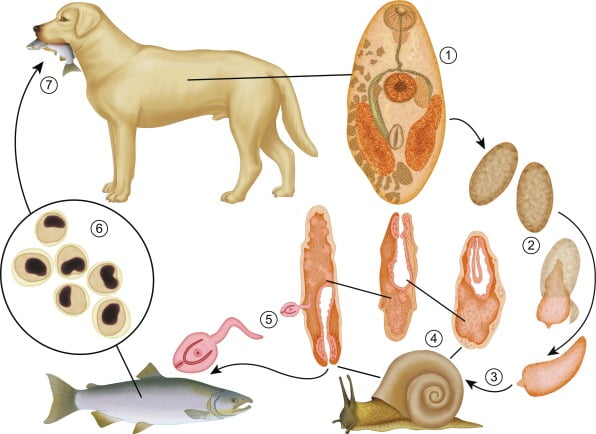 Neorickettsia helminthoceca Life cycle 1 • Veterinary Parasitology ( Trematodes & Cestodes) Part 1