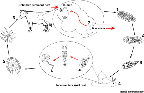 Paramphistomum cervi LifeCycle • Veterinary Parasitology ( Trematodes & Cestodes) Part 1