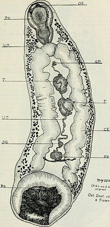 Paramphistomum cervi • Veterinary Parasitology ( Trematodes & Cestodes) Part 1