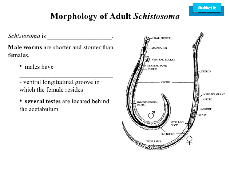 Schistosoma 1 • Veterinary Parasitology ( Trematodes & Cestodes) Part 1