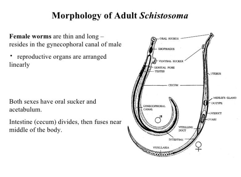 Schistosoma female 1 • Veterinary Parasitology ( Trematodes & Cestodes) Part 1