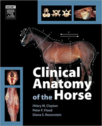 clinical anatomay of horse