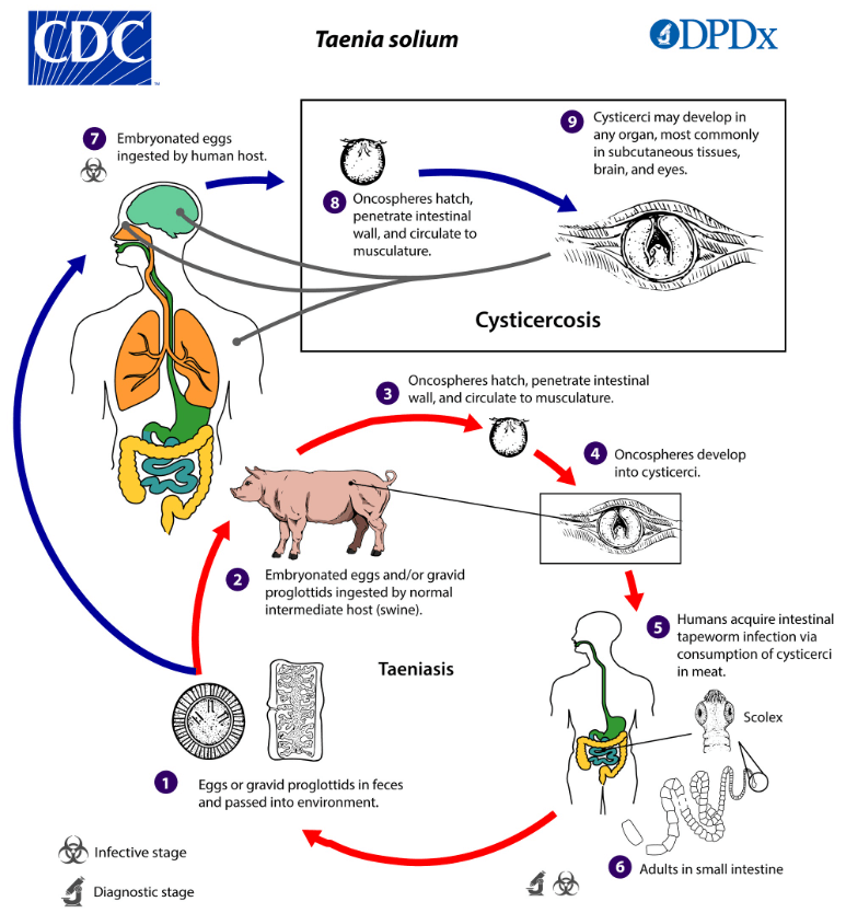 cysticercus bovis 1 1 • Veterinary Parasitology ( Trematodes & Cestodes) Part 1