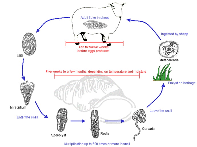 lifecycle Fluke • Veterinary Parasitology ( Trematodes & Cestodes) Part 1