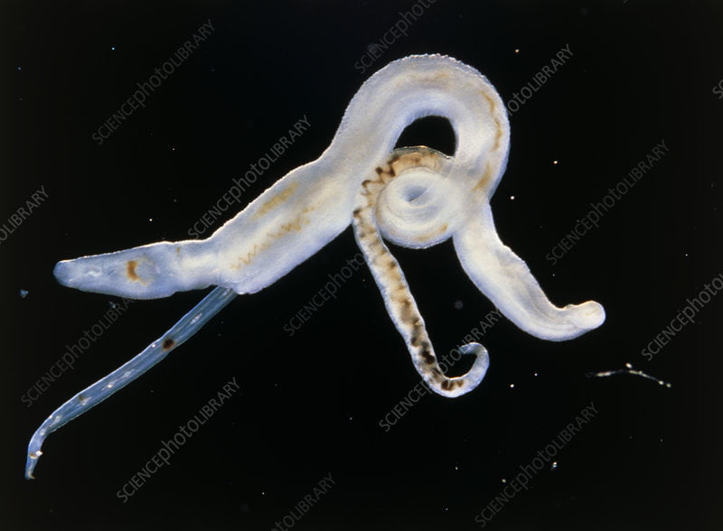 schistosoma bovis 1 • Veterinary Parasitology ( Trematodes & Cestodes) Part 1