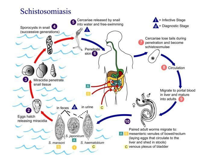 word image 12 • Veterinary Parasitology ( Trematodes & Cestodes) Part 1
