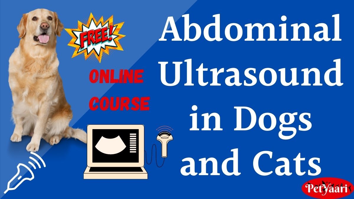 Abdominal Ultrasound in Dogs and Cats